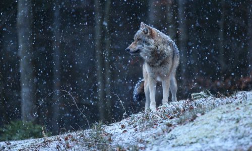 Eurasian wolf in white winter habitat,. Beautiful winter forest. Wild animals in nature environment. European forest animal. Canis lupus lupus.